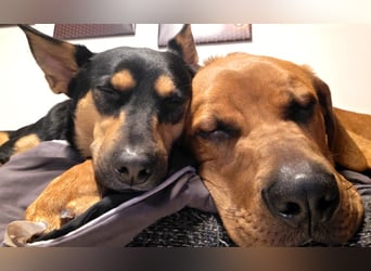 Cadillac - Power und Lebensfreude pur - Tierhilfe Franken e.V.