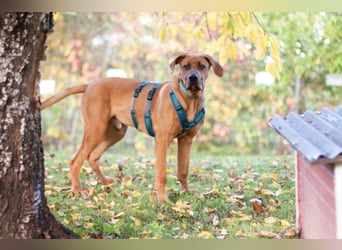 Cadillac - Power und Lebensfreude pur - Tierhilfe Franken e.V.