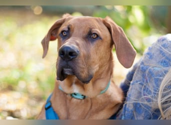 Cadillac - Power und Lebensfreude pur - Tierhilfe Franken e.V.