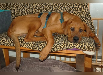 Cadillac - Power und Lebensfreude pur - Tierhilfe Franken e.V.