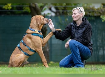 Cadillac - Power und Lebensfreude pur - Tierhilfe Franken e.V.