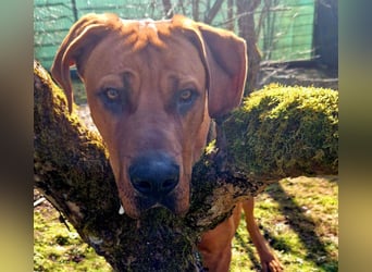 Cadillac - Power und Lebensfreude pur - Tierhilfe Franken e.V.