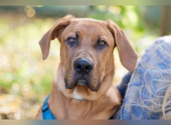 Cadillac - Power und Lebensfreude pur - Tierhilfe Franken e.V.