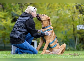 Cadillac - Power und Lebensfreude pur - Tierhilfe Franken e.V.