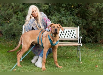 Cadillac - Power und Lebensfreude pur - Tierhilfe Franken e.V.