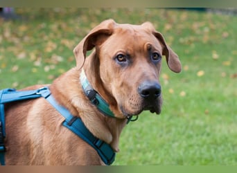 Cadillac - Power und Lebensfreude pur - Tierhilfe Franken e.V.