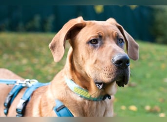 Cadillac - Power und Lebensfreude pur - Tierhilfe Franken e.V.