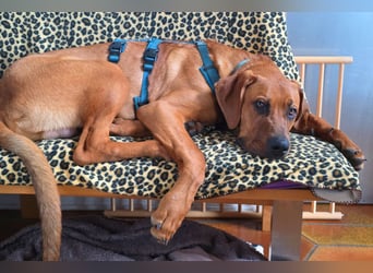 Cadillac - Power und Lebensfreude pur - Tierhilfe Franken e.V.