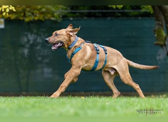 Cadillac - Power und Lebensfreude pur - Tierhilfe Franken e.V.