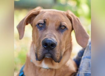 Cadillac - Power und Lebensfreude pur - Tierhilfe Franken e.V.