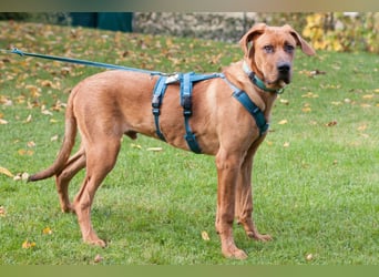 Cadillac - Power und Lebensfreude pur - Tierhilfe Franken e.V.