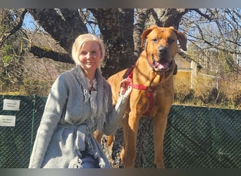 Cadillac - Power und Lebensfreude pur - Tierhilfe Franken e.V.