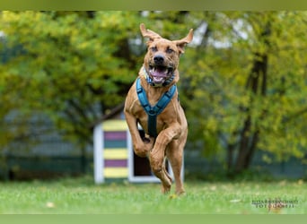 Cadillac - Power und Lebensfreude pur - Tierhilfe Franken e.V.