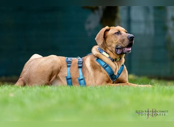 Cadillac - Power und Lebensfreude pur - Tierhilfe Franken e.V.