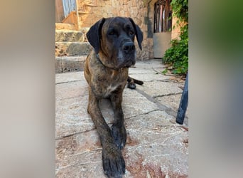 Ares ist eine gestandene Hündin