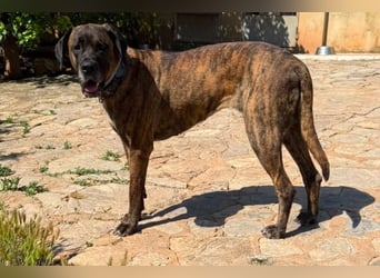 Ares ist eine gestandene Hündin