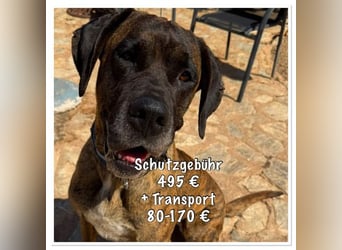 Ares ist eine gestandene Hündin