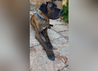 Ares ist eine gestandene Hündin