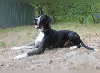 Manetti, Doggenmix, geb. 2024, sensibler Riese mit Herz sucht Zuhause