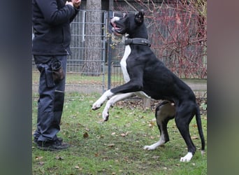 Manetti, Doggenmix, geb. 2024, sensibler Riese mit Herz sucht Zuhause