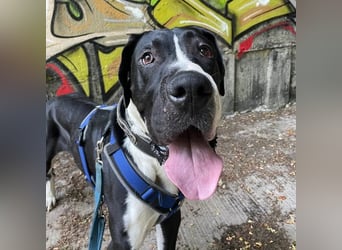 Manetti, Doggenmix, geb. 2024, sensibler Riese mit Herz sucht Zuhause