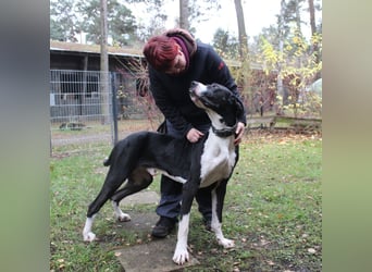 Manetti, Doggenmix, geb. 2024, sensibler Riese mit Herz sucht Zuhause