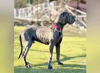 ARES - der brave + soziale große Junge sucht ein Zuhause bei hundeerfahrenen, konsequenten Menschen!