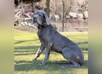 KLEA - wir suchen Kenner und Liebhaber dieser Hunderasse für die freundliche Maus!