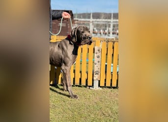 ARES - der brave + soziale große Junge sucht ein Zuhause bei hundeerfahrenen, konsequenten Menschen!