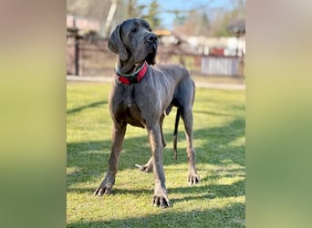 ARES - der brave + soziale große Junge sucht ein Zuhause bei hundeerfahrenen, konsequenten Menschen!