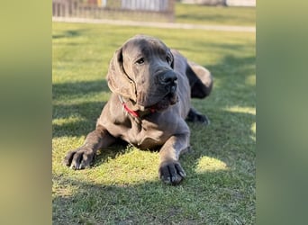 ARES - der brave + soziale große Junge sucht ein Zuhause bei hundeerfahrenen, konsequenten Menschen!