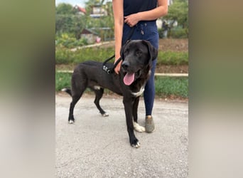BARNEY - eine Dogge (Mischling) für Kenner dieser Hunderasse