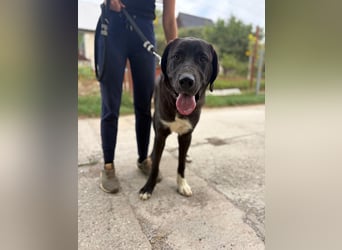 BARNEY - eine Dogge (Mischling) für Kenner dieser Hunderasse