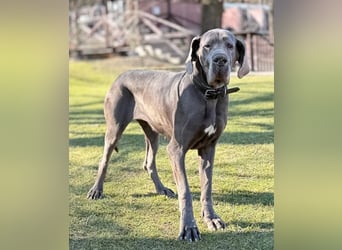 KLEA - wir suchen Kenner und Liebhaber dieser Hunderasse für die freundliche Maus!