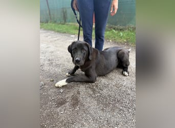 BARNEY - eine Dogge (Mischling) für Kenner dieser Hunderasse