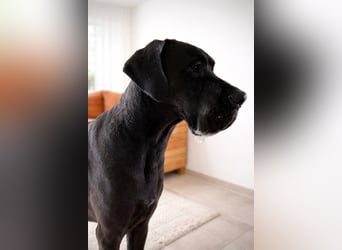 Milow - Riesenbaby will endlich ankommen