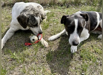 Zeusz, ein toller Hundemann sucht ein Zuhause.