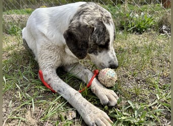 Zeusz, ein toller Hundemann sucht ein Zuhause.