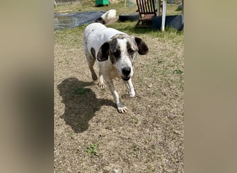 Zeusz, ein toller Hundemann sucht ein Zuhause.