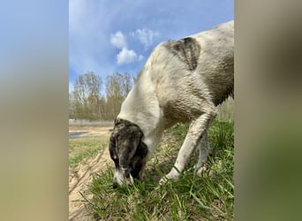 Zeusz, ein toller Hundemann sucht ein Zuhause.