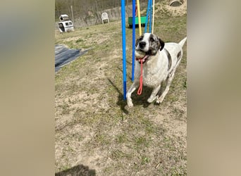 Zeusz, ein toller Hundemann sucht ein Zuhause.