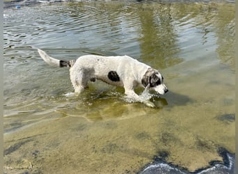 Zeusz, ein toller Hundemann sucht ein Zuhause.