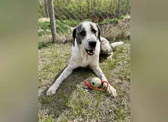 Zeusz, ein toller Hundemann sucht ein Zuhause.