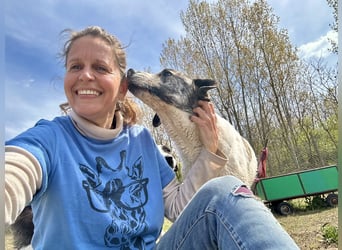 Zeusz, ein toller Hundemann sucht ein Zuhause.