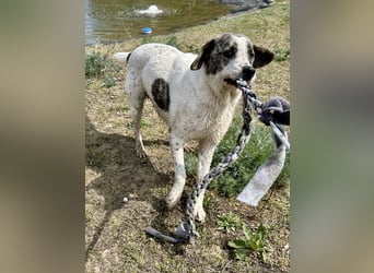 Zeusz, ein toller Hundemann sucht ein Zuhause.