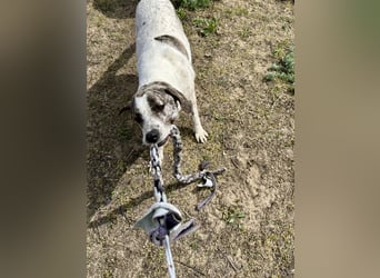 Zeusz, ein toller Hundemann sucht ein Zuhause.