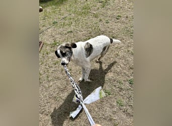 Zeusz, ein toller Hundemann sucht ein Zuhause.