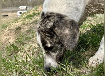 Zeusz, ein toller Hundemann sucht ein Zuhause.