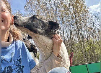 Zeusz, ein toller Hundemann sucht ein Zuhause.