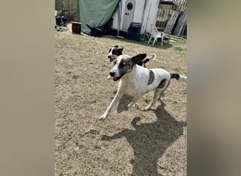 Zeusz, ein toller Hundemann sucht ein Zuhause.